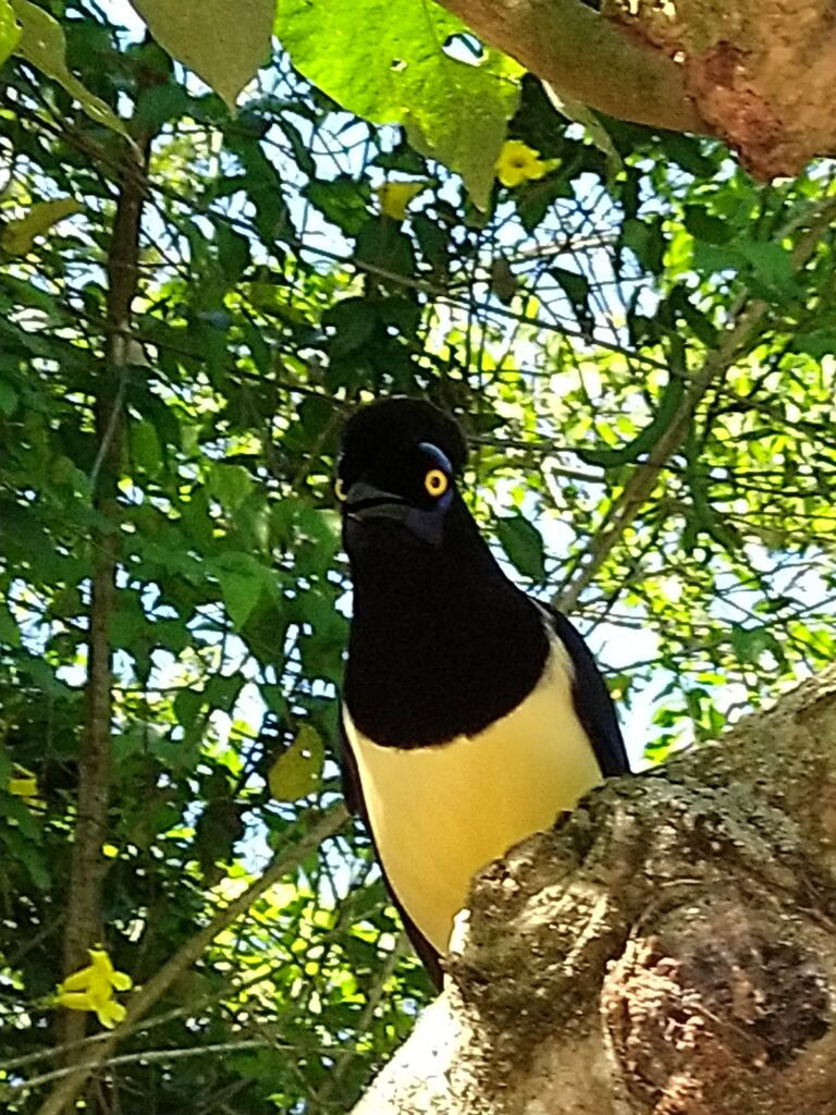 Plush-crested Jay (Cyanocorax chrysops)