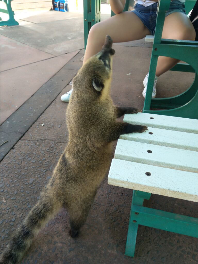 South American Coati (Nasua nasua)