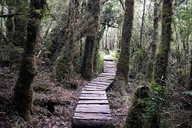 Pumalín Douglas Tompkins National Park