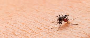Mosquito